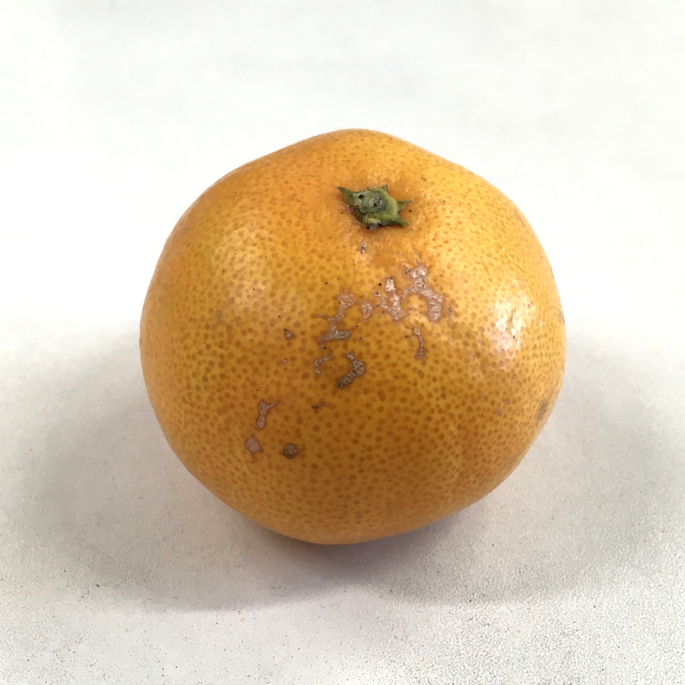 だるまみかん外観基準について2