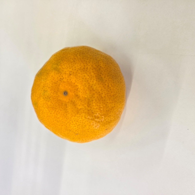 もっこすみかん外観基準について3