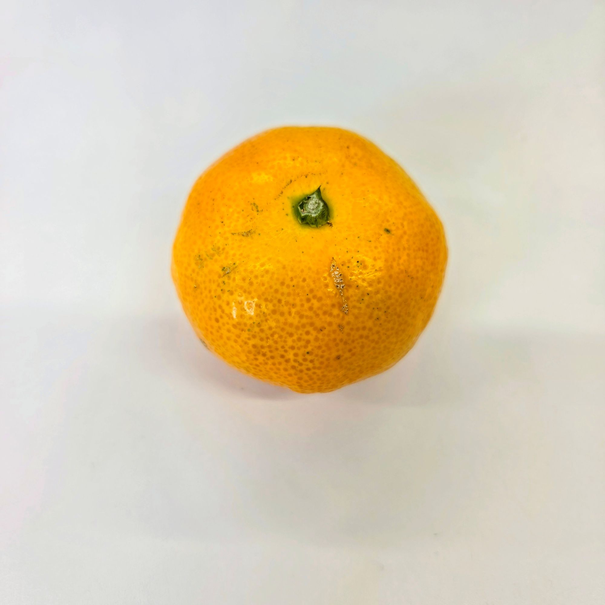 もっこすみかん外観基準について2