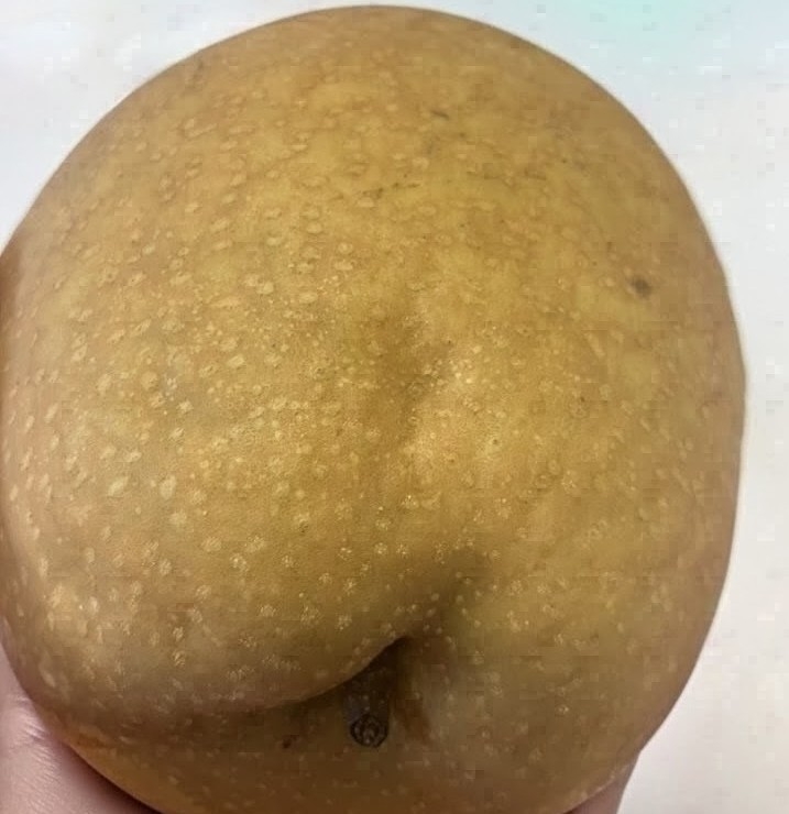 王秋梨外観基準について1