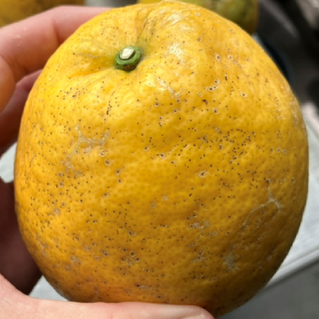 そばかす晩柑外観基準について1