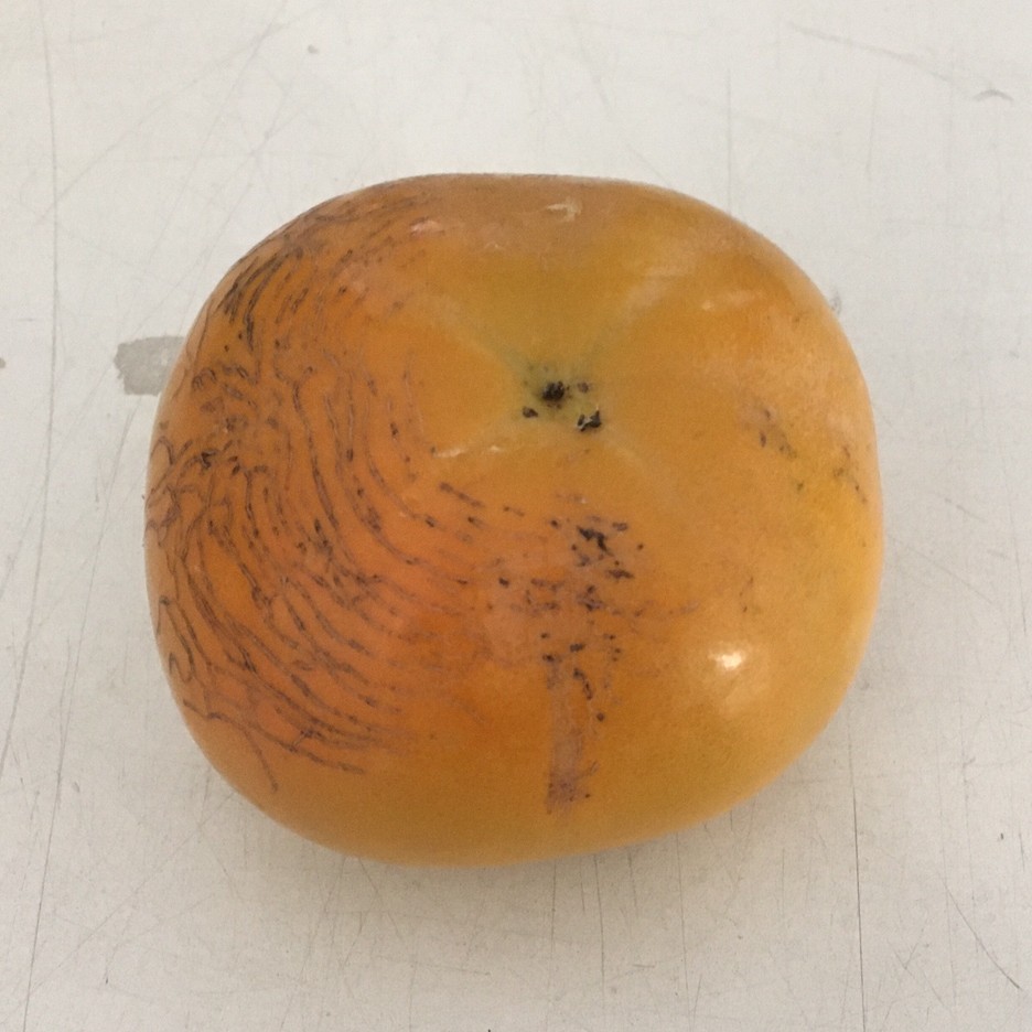太秋柿外観基準について2