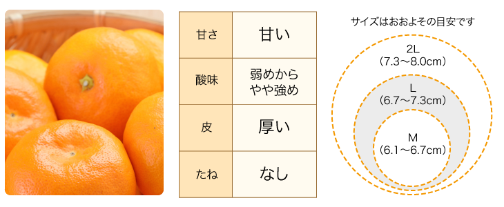 だるまみかん晩生の説明